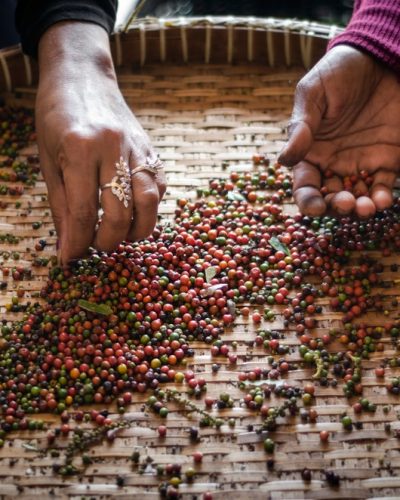 Cambodia Kampot pepper farm workers Cambodia Kampot pepper farm workers