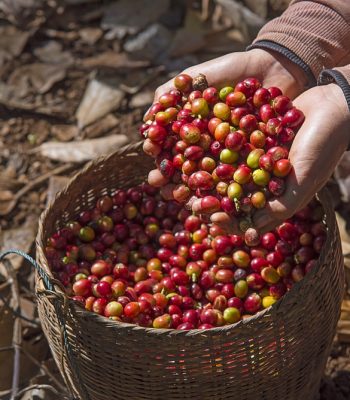 Coffee farmer hands holding a bamboo basket containing freshly picked red ripen arabica coffee berries cherries at coffee plantation Laos