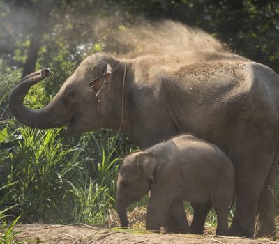 Laos elephant baby Laos elephant baby