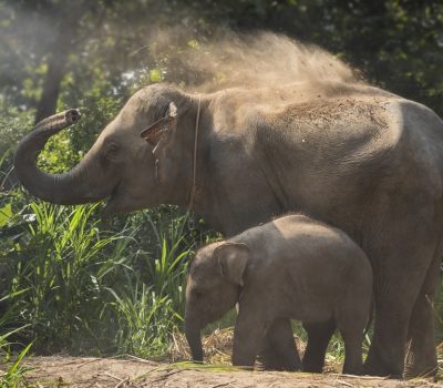 Laos elephant baby