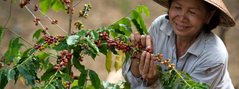 female-farmer-coffee-farm-vietnam