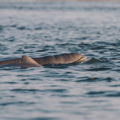 irrawaddy dolphin on the mekong river between cambodia irrawaddy dolphin on the mekong river between cambodia