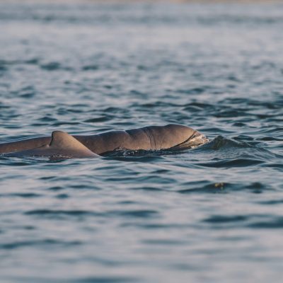 irrawaddy dolphin on the mekong river between cambodia